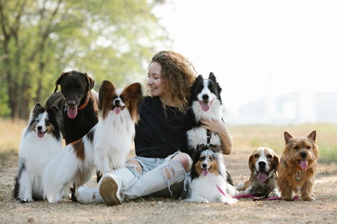 A woman sitting in a park surrounded by many dogs